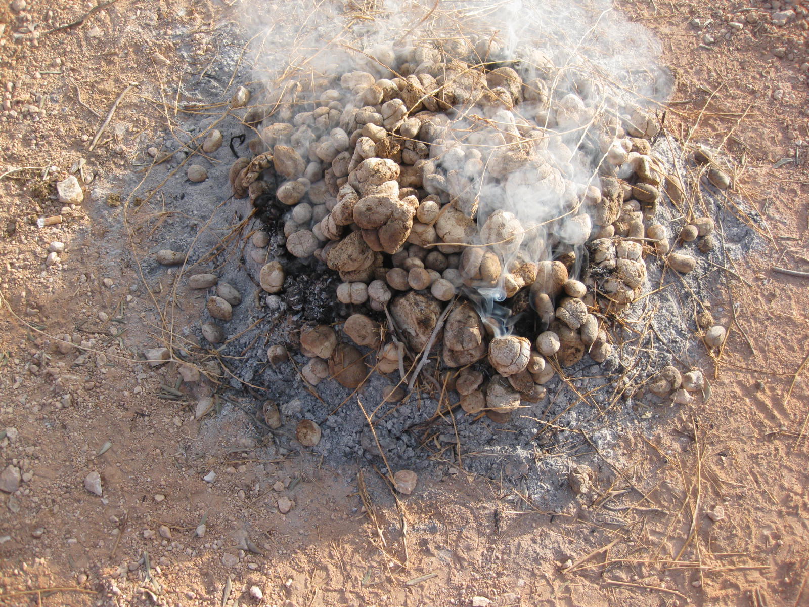 Experimental Bonfirings of Pottery with Camel Dung Fuel, Jordan, July